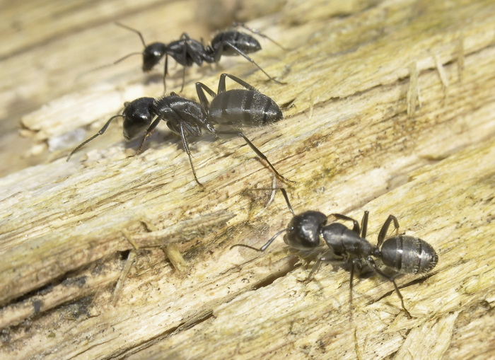 L''albero dei formicoloni (Camponotus vagus)